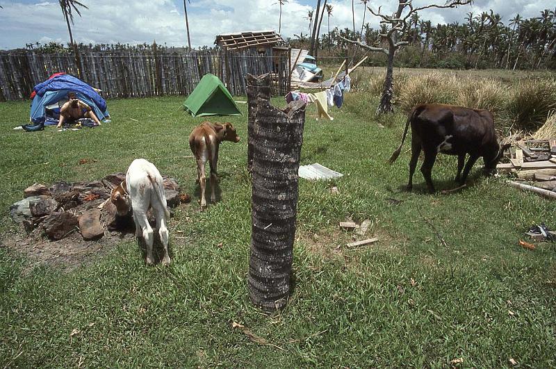 WT 0100 006-22 Fiji.jpg